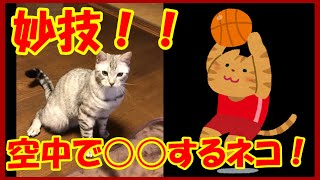 空中で○○するネコが凄い