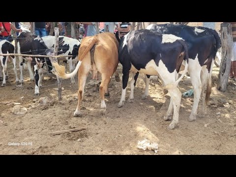 FEIRA DO GADO DE NEGRAS DISTRITO DE ITAIBA PE 11/11/2025