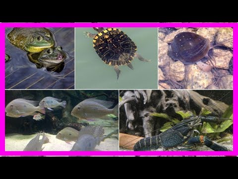 From foreign mussel to American bullfrog: A guide to invasive species in Singapore