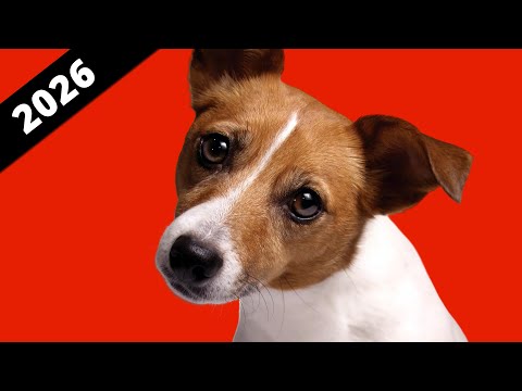 15 Sounds That Make Dogs &amp; Puppies React 🐶🔊
