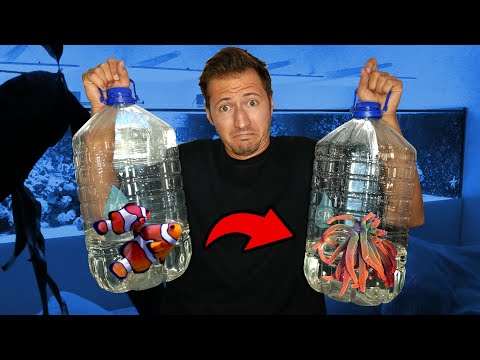 Gehen meine NEMOS in die ANEMONE?