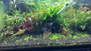 【ライブ135】最近の水草水槽