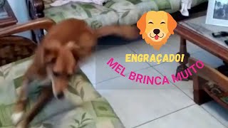 Engraado! Cachorrinha Brinca Com Amiguinho Invisvel! S Que No!  #shorts