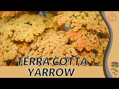YARROW 'TERRA COTTA' Information and Growing Tips! (Achillea millefolium 'Terracotta')