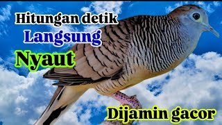 Download lagu Pancingan ampuh perkutut lokal gacor, memanggil lawan mp3 Download lagu Pancingan ampuh perkutut lokal gacor, memanggil lawan mp3