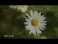 ♥OMAR AKRAM - Morning Rain♥