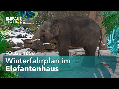 Winterfahrplan (Folge 1056) | Elefant, Tiger & Co. | MDR