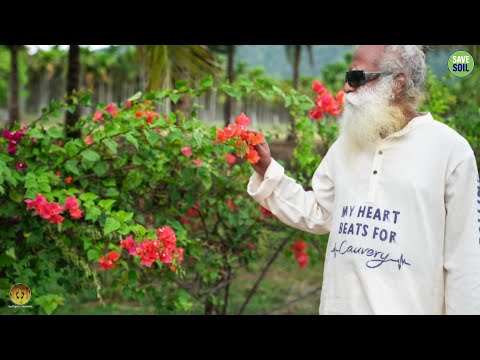 Sadhguru Sannidhi English | Join Live at 6:15 PM | November 30 #sadhguru #savesoil