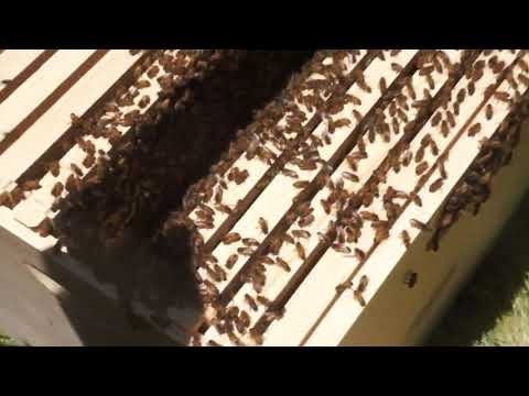 Bee swarm video on YouTube