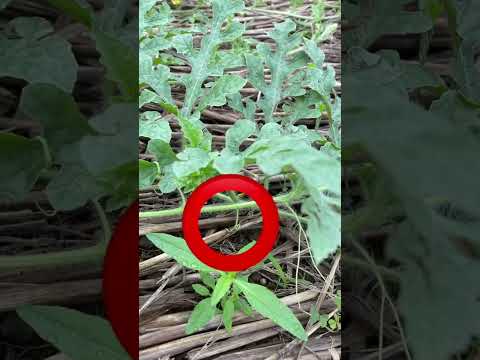 キョウチクトウに最適なマルチは何ですか?成長に最適なヒント  庭園