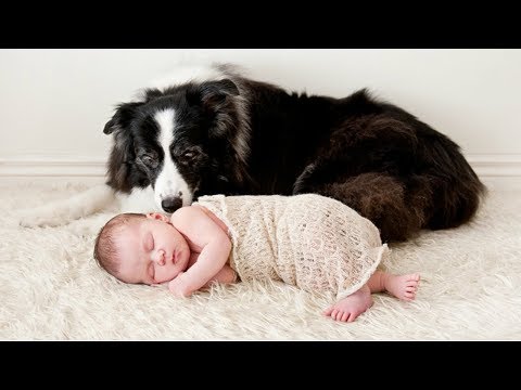 Dogs and Babies Become Best Friends