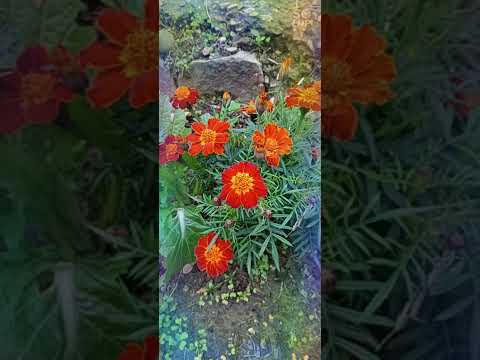 My Marigold Flower 🌻🌻#Saleha's daily life#Saleha's Garden 🏡