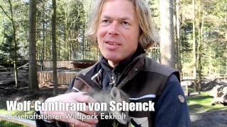 Mutterlose Füchse erobern Wildpark-Gehege