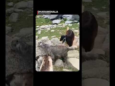 #travel#travelvlog#himachal #mountains#karerilake#dharamshala#nature#documentary#shortsfeed#ytshorts