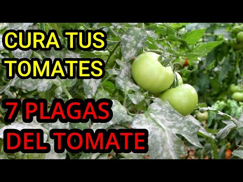, title : '7 Plagas más comunes en plantas de tomate 🍅 - Como combatir plagas en Tomates'