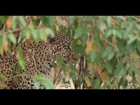 On safari with Governors' Il Moran Camp