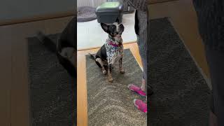 Video preview image #1 Mutt Puppy For Sale in Garden City, NY, USA