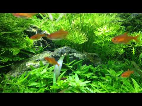 Bancs de Tetras Amande et de Rasboras Galaxy dans un aquarium planté