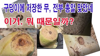 구덩이에 저장한 무 파내보니 모두 이렇게 구멍이 났네요. 뭤 때문일까요?(무 저장법, 무 무름병, 무 병충해…