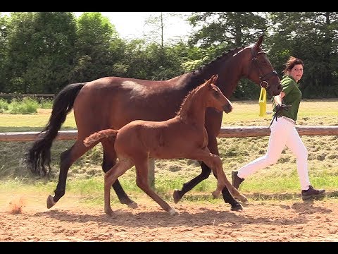 KN 26 Doodle Jump Hf v. Diamant de Quidam - Contendro I