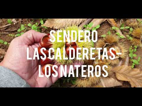 Ruta. Castañeros La Matanza. De Las Calderetas a Los Nateros. Vívelo Caminantes de Aguere.