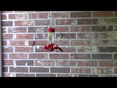 Can You Count How Many Hummingbirds Are Visiting Our Feeders This Morning?