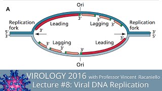 Virology Lectures 2016 #8: Viral DNA Replication