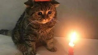 Download lagu Surf curse-Freaks(slowed to perfection) mp3