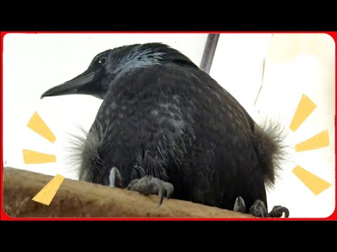 youtube-動物記事1970/01/01 09:00:00