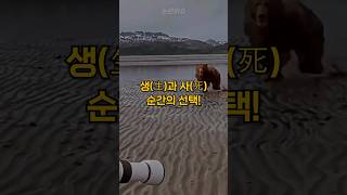 Download lagu 곰을 피할 수 없을때 최후의 방법#shorts mp3