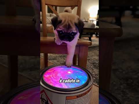 Il cane ha giocato con la vernice del padrone con un finale inaspettato 🤣