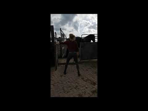 Stal Okkema's Vriez in Stable Epke x Tsjerk ster stallion 2014