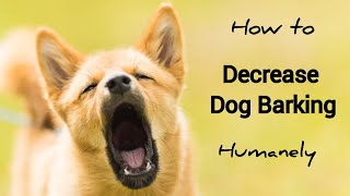 How to Decrease Dog Barking Humanely
