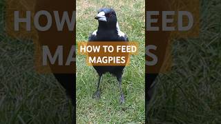 Download lagu Cara Memberi Makan Burung Gagak dengan Benar mp3