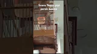 Download lagu Suara Tepus pipi perak betina mp3 Download lagu Suara Tepus pipi perak betina mp3