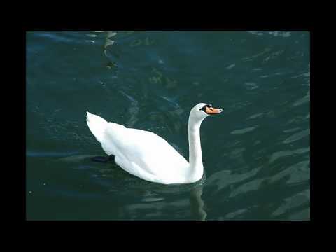 Historia emocionuese | Mjellma rrihet për v*ekje, partnerja e tij v*es nga dashuria