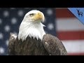 Why Does The Bald Eagle Represent America?