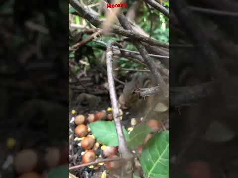 Getting my 5 year old chipmunk Mooshy ready for winter #shorts #mooshy #chipmunks #fyp #nature