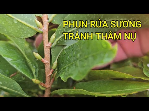 🔴 QBS23484 - RỬA SƯƠNG TRÊN LÁ TRÁNH THÂM NỤ MÙA THU VÀ MÙA ĐÔNG MIỀN BẮC | CÁCH CHĂM MAI MIỀN BẮC