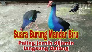 Download lagu suara pikat burung pelan mandar hijau mp3