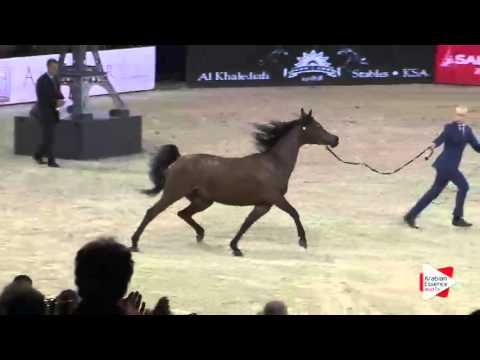 WAHC 2015 - Senior Females Ch.