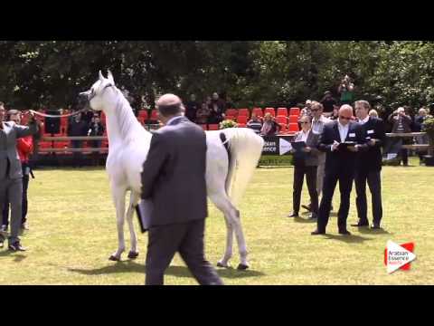 N.42 FARHANAH BINT NAVARRONE-D - Bruges 2015 National - Mares 7-9 years old and older (Class 9)