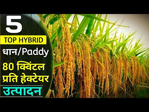 Vnr Seeds F1 Hybrid Paddy 2111