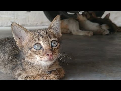 Rescue Mother Cat Moving Her Kittens To Different Place