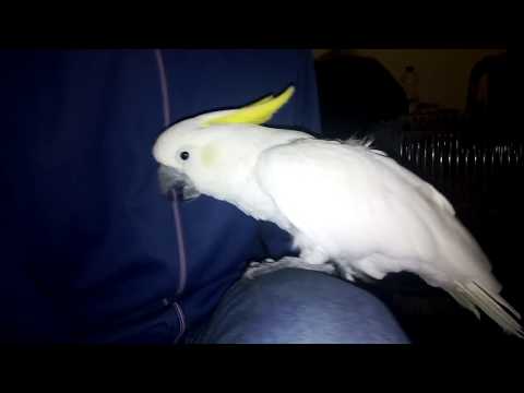 download lagu mp3 mp4 Cacatoes Huppe Jaune, download lagu Cacatoes Huppe Jaune gratis, unduh video klip Cacatoes Huppe Jaune