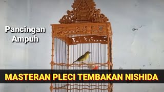 Download lagu masteran pleci tembakan nishida 🔴 pleci dakun pacitan tembakan pleci nishida paling viral!!! mp3