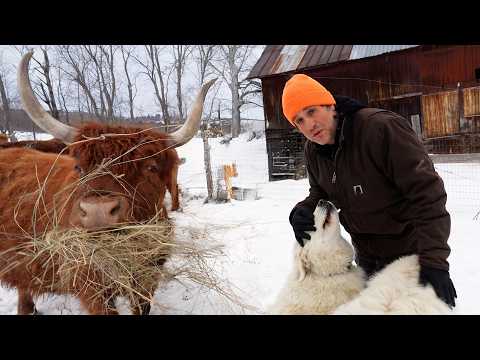 A Winter Day on My Farm (Predators, Dogs, and Frozen Everything)