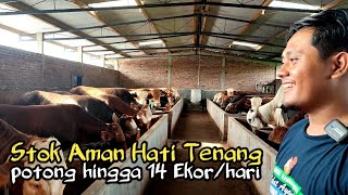 Download lagu DOLAN KANDANG JAGAL MUDA SUKSES BERTERNAK SAPI‼️ mp3