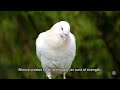The Power Of Silent NatGeo NatGeoAnimals MotivationalStories2020 Screenawards