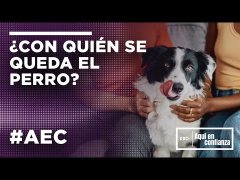 Who gets the dog? | #AeC